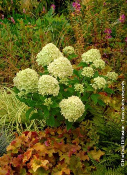 HYDRANGEA paniculata LITTLE LIME