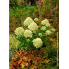 HYDRANGEA paniculata LITTLE LIME