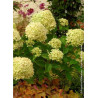 HYDRANGEA paniculata LITTLE LIME