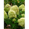 HYDRANGEA paniculata LITTLE LIME