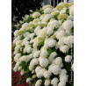HYDRANGEA arborescens ANNABELLE