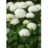 HYDRANGEA arborescens ANNABELLE