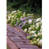 HYDRANGEA arborescens ANNABELLE