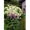 HYDRANGEA arborescens ANNABELLE