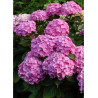 HYDRANGEA BENELUX ROSE