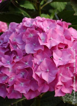 HYDRANGEA BENELUX ROSE
