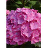 HYDRANGEA BENELUX ROSE
