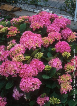 HYDRANGEA BENELUX ROSE