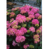 HYDRANGEA BENELUX ROSE