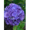 HYDRANGEA BODENSEE