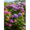HYDRANGEA BODENSEE