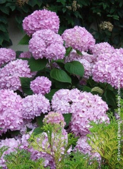 HYDRANGEA ENDLESS SUMMER ORIGINAL ROSE