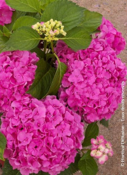 HYDRANGEA FREUDENSTEIN