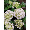 HYDRANGEA IMMACULATA