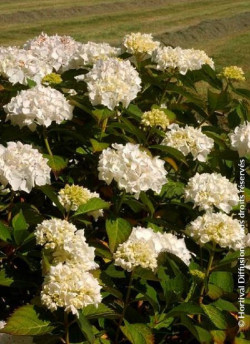 HYDRANGEA IMMACULATA