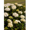 HYDRANGEA IMMACULATA