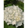 HYDRANGEA IMMACULATA
