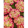 HYDRANGEA LEUCHTFEUER
