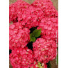 HYDRANGEA LEUCHTFEUER