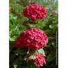 HYDRANGEA LEUCHTFEUER