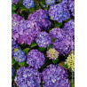 HYDRANGEA MATHILDA GUTGES