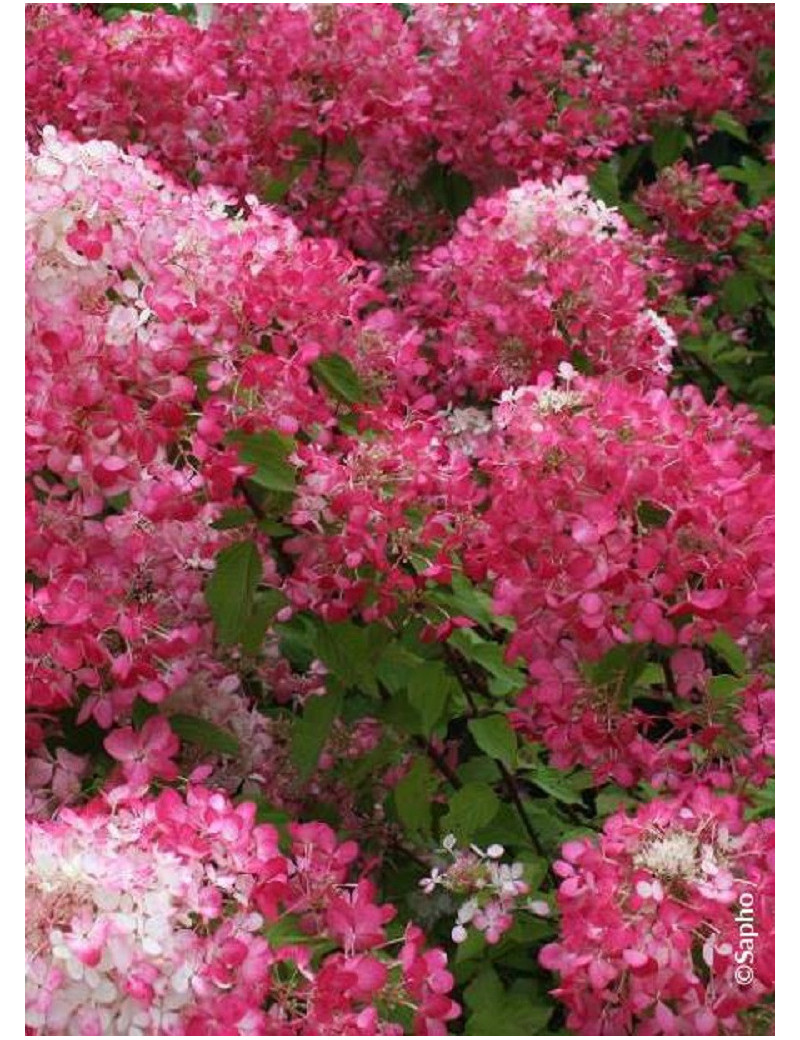 HYDRANGEA paniculata DIAMANT ROUGE
