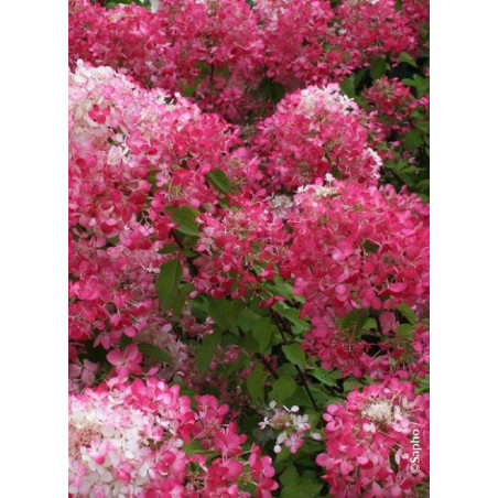 HYDRANGEA paniculata DIAMANT ROUGE