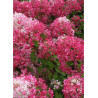 HYDRANGEA paniculata DIAMANT ROUGE