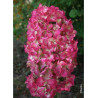 HYDRANGEA paniculata DIAMANT ROUGE