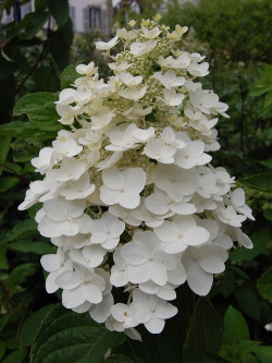 HYDRANGEA paniculata KYUSHU