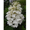 HYDRANGEA paniculata KYUSHU