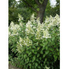 HYDRANGEA paniculata KYUSHU