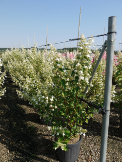 HYDRANGEA paniculata KYUSHU En pot de 15-20 litres