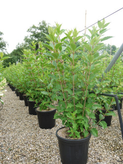 HYDRANGEA paniculata KYUSHU En pot de 15-20 litres