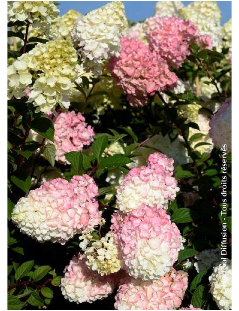 HYDRANGEA paniculata SUNDAE FRAISE