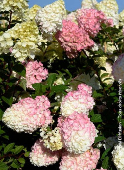 HYDRANGEA paniculata SUNDAE FRAISE