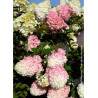 HYDRANGEA paniculata SUNDAE FRAISE