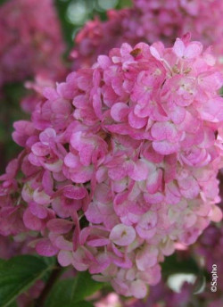 HYDRANGEA paniculata SUNDAE FRAISE