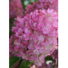 HYDRANGEA paniculata SUNDAE FRAISE