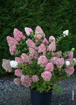 HYDRANGEA paniculata SUNDAE FRAISE