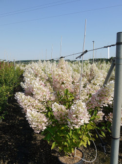 HYDRANGEA paniculata UNIQUE En pot de 15-20 litres