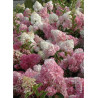 HYDRANGEA paniculata VANILLE FRAISE