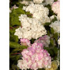 HYDRANGEA paniculata VANILLE FRAISE
