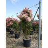 HYDRANGEA paniculata En pot de 15-20 litres