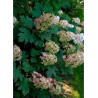 HYDRANGEA quercifolia SNOW QUEEN
