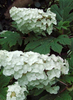 HYDRANGEA quercifolia SNOW QUEEN