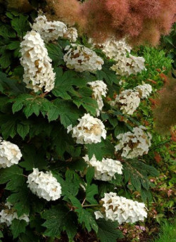 HYDRANGEA quercifolia SNOW QUEEN