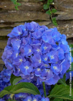 HYDRANGEA RENATE STEINIGER