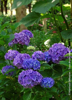 HYDRANGEA RENATE STEINIGER