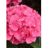 HYDRANGEA ROSITA